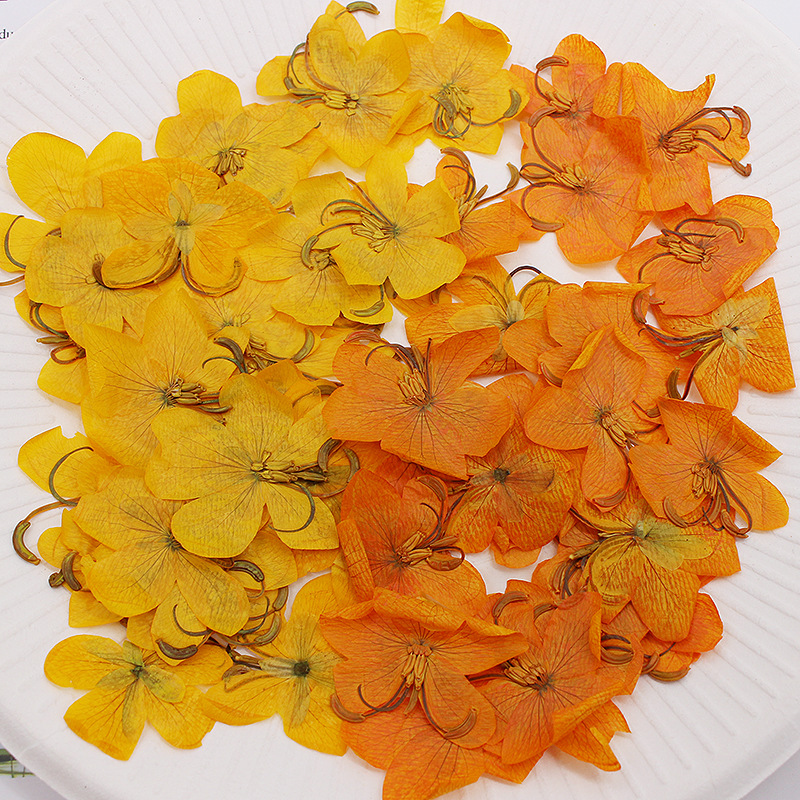 Dried Flower Bookmark - 60 szt. Suszone, prasowane kwiaty kasji