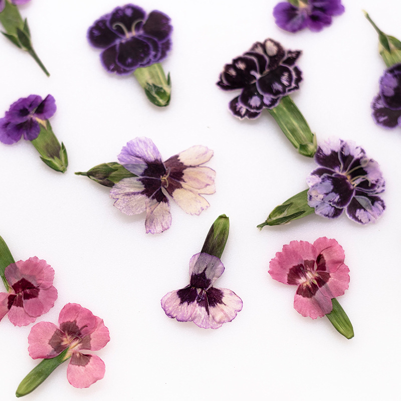 Dried Flower Bookmark - 24 szt., Suszone kwiaty dianthus, prawdziwe