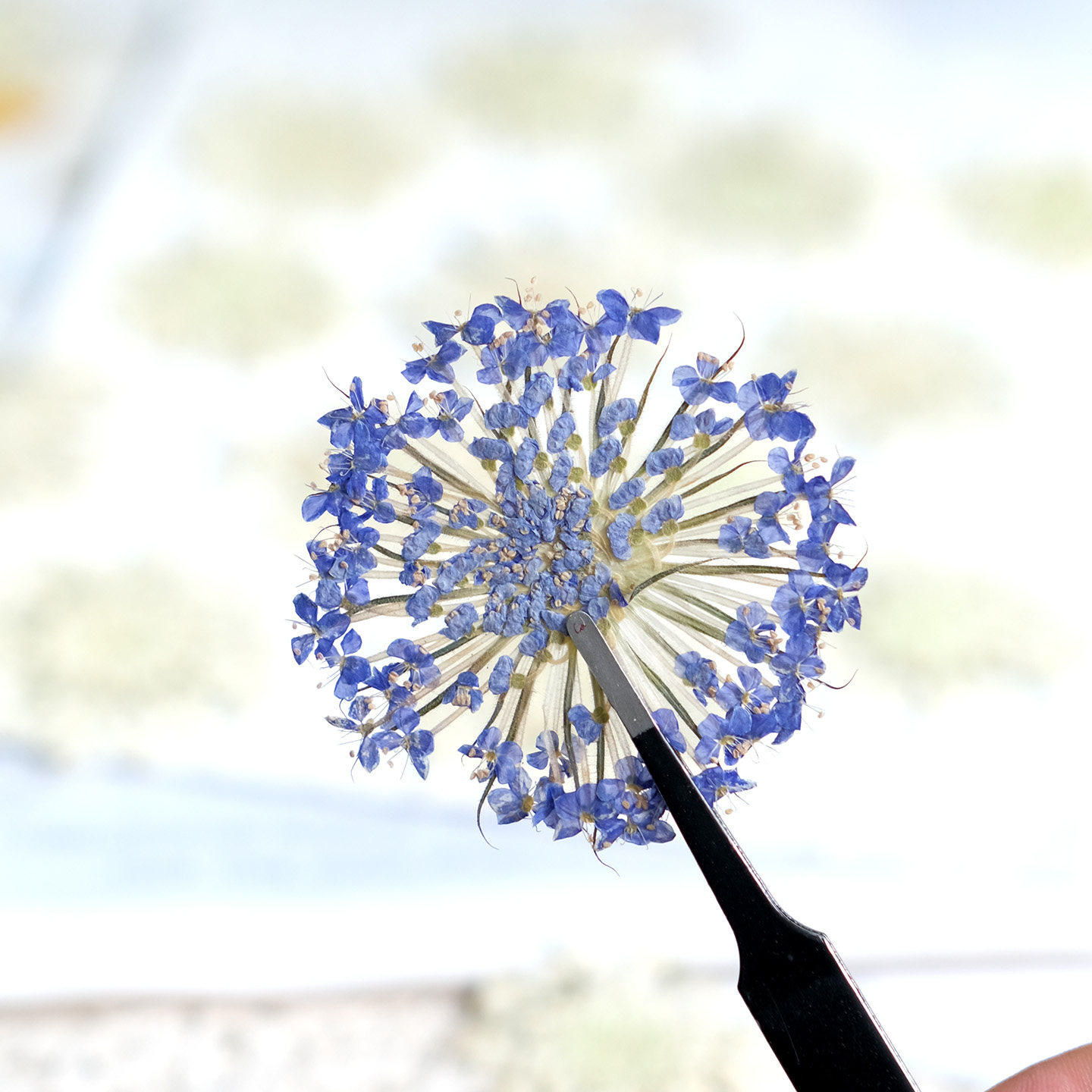 12 SZT. Prasowane szmaragdowe  – Dried Flower Bookmark recenzja i cena