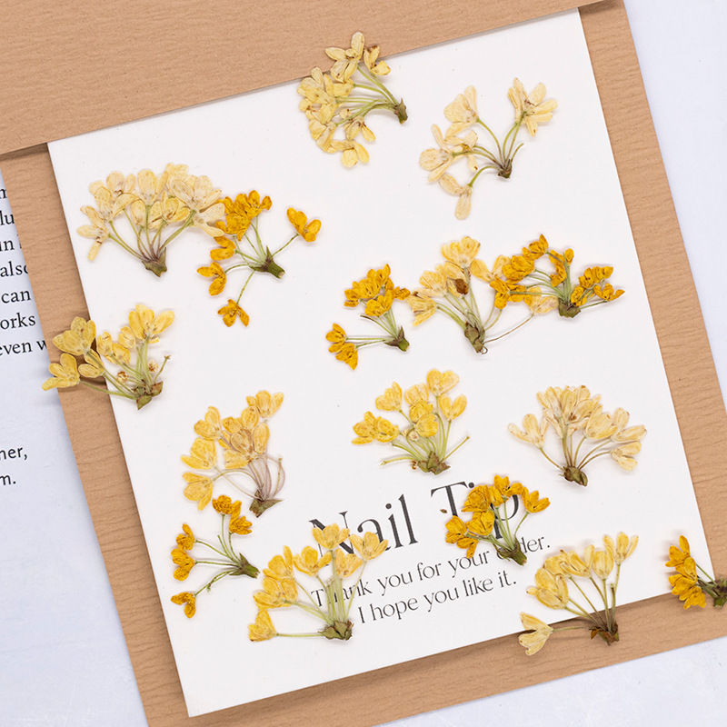 24 sztuki, naturalne prawdziwe – Dried Flower Bookmark recenzja i cena