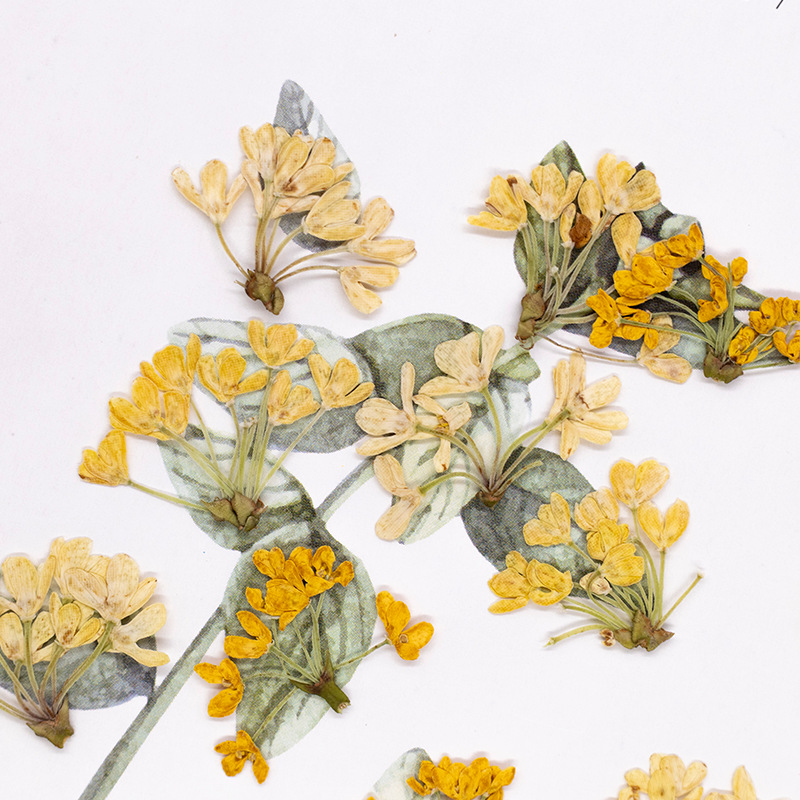 24 sztuki, naturalne prawdziwe – Dried Flower Bookmark recenzja i cena