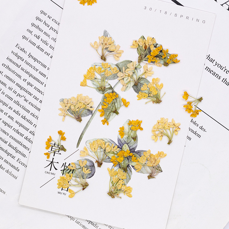 24 sztuki, naturalne prawdziwe – Dried Flower Bookmark recenzja i cena