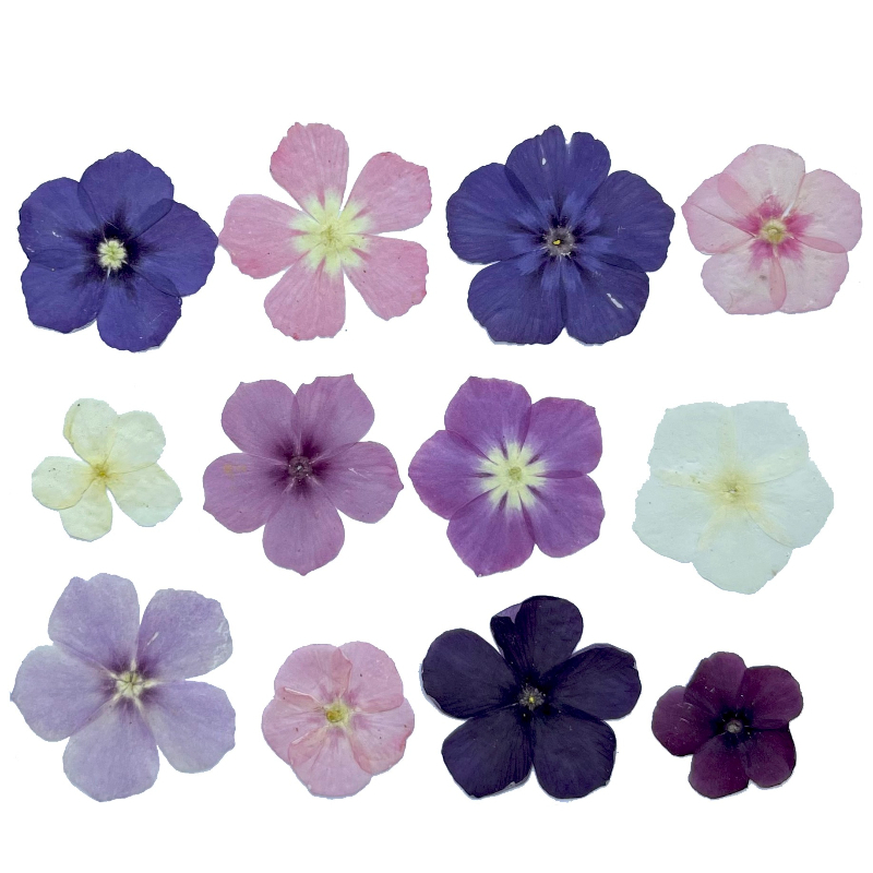 12 szt., Półprzezroczyste, nis – Dried Flower Bookmark recenzja i cena